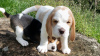 Foto №2 zu Ankündigung № 124713 zu verkaufen beagle - einkaufen Deutschland quotient 	ankündigung