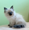 Foto №2 zu Ankündigung № 32041 zu verkaufen sibirische katze - einkaufen Deutschland quotient 	ankündigung