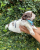 Foto №2 zu Ankündigung № 100083 zu verkaufen shih tzu - einkaufen Niederlande züchter