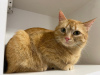 Zusätzliche Fotos: Eine wundervolle junge Katze Fox sucht ein Zuhause und eine liebevolle Familie!