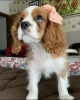 Foto №1. cavalier king charles spaniel - zum Verkauf in der Stadt Auckland | verhandelt | Ankündigung № 42673