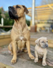 Foto №3. Chiots Boerboel. Frankreich