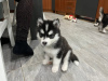 Foto №2 zu Ankündigung № 89557 zu verkaufen siberian husky - einkaufen Schweden quotient 	ankündigung