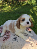 Zusätzliche Fotos: Ideale Cavalier King Charles Spaniel Welpen.