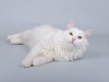 Foto №3. Die schneeweiße Katze Nikita ist in guten Händen.. Russische Föderation