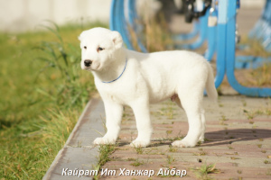 Zusätzliche Fotos: Zentraler asiatischer Schäfer Dog Puppy Male