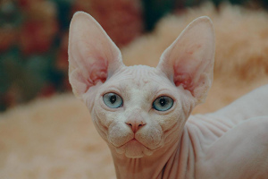 Foto №2 zu Ankündigung № 2104 zu verkaufen sphynx cat - einkaufen Russische Föderation 