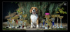 Foto №1. beagle - zum Verkauf in der Stadt Penza | verhandelt | Ankündigung № 13293