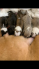 Foto №4. Ich werde verkaufen amerikanischer staffordshire terrier in der Stadt Tula. vom kindergarten - preis - verhandelt