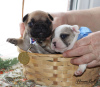 Foto №2 zu Ankündigung № 9389 zu verkaufen französische bulldogge - einkaufen Russische Föderation züchter