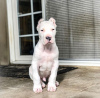 Foto №1. dogo argentino - zum Verkauf in der Stadt Michigan City | 663€ | Ankündigung № 126078