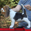 Foto №2 zu Ankündigung № 127638 zu verkaufen beagle - einkaufen Deutschland 