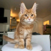 Foto №4. Ich werde verkaufen maine-coon-katze in der Stadt Yuma. quotient 	ankündigung - preis - 379€