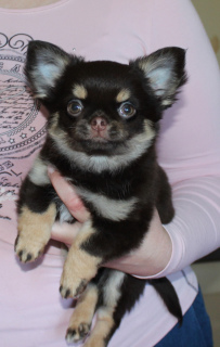 Foto №3. Unglaublicher Chihuahua-Junge für die Zucht. Russische Föderation