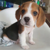 Foto №3. Beagle-Welpen gesucht. Deutschland