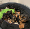 Foto №4. Ich werde verkaufen yorkshire terrier in der Stadt Jacksonville. züchter - preis - 379€