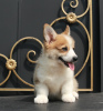 Zusätzliche Fotos: Welsh Corgi Pembroke Welpen von Champion