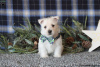 Foto №4. Ich werde verkaufen west highland white terrier in der Stadt Berlin.  - preis - verhandelt