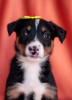 Foto №2 zu Ankündigung № 41992 zu verkaufen mischlingshund - einkaufen Russische Föderation quotient 	ankündigung