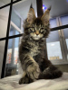 Foto №1. maine-coon-katze - zum Verkauf in der Stadt Paderborn | 400€ | Ankündigung № 106954