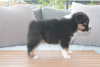 Foto №1. australian shepherd - zum Verkauf in der Stadt Афины | Frei | Ankündigung № 125333