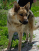 Foto №2 zu Ankündigung № 72142 zu verkaufen mischlingshund - einkaufen Russische Föderation quotient 	ankündigung