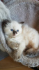 Foto №4. Ich werde verkaufen ragdoll-katze in der Stadt St. Petersburg. quotient 	ankündigung - preis - 300€