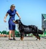 Foto №3. Berner Sennenhund Welpen. Weißrussland