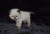 Foto №2 zu Ankündigung № 118367 zu verkaufen ragdoll-katze - einkaufen Deutschland quotient 	ankündigung, züchter