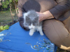 Foto №2 zu Ankündigung № 7711 zu verkaufen sibirische katze - einkaufen Ukraine quotient 	ankündigung