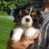 Foto №1. cavalier king charles spaniel - zum Verkauf in der Stadt Katunayake | 800€ | Ankündigung № 111733