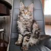 Foto №3. Gesunde, süße, entzückende Maine-Coon-Kätzchen sind jetzt zum Verkauf verfügbar. USA