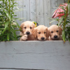 Foto №2 zu Ankündigung № 115948 zu verkaufen golden retriever - einkaufen Deutschland quotient 	ankündigung