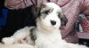 Zusätzliche Fotos: Tibet-Terrier-Welpen