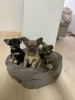 Zusätzliche Fotos: Verkaufe drei Chihuahua-Jungen mit offiziellen Papieren und geimpft