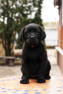 Foto №3. Labrador Welpen von schwarzer und Rehfarbe.. Ukraine
