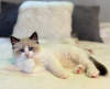 Foto №2 zu Ankündigung № 108609 zu verkaufen ragdoll-katze - einkaufen USA quotient 	ankündigung