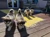 Foto №3. Alaskan Malamute-Welpen. Estland