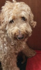 Foto №3. Miniatur-Goldendoodle-Welpen. USA