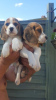 Foto №1. beagle - zum Verkauf in der Stadt Marseille | verhandelt | Ankündigung № 58285