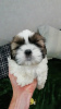 Foto №1. lhasa apso, shih tzu - zum Verkauf in der Stadt Tallinn | 600€ | Ankündigung № 83074