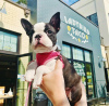 Foto №1. boston terrier - zum Verkauf in der Stadt Fort Worth | 379€ | Ankündigung № 112416