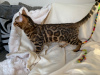 Foto №2 zu Ankündigung № 111110 zu verkaufen bengal katzenrasse - einkaufen USA züchter