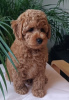 Foto №3. Poodle mini puppy. Serbien