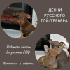 Foto №2 zu Ankündigung № 33079 zu verkaufen russkiy toy - einkaufen Russische Föderation quotient 	ankündigung, vom kindergarten, aus dem tierheim, züchter