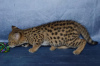 Zusätzliche Fotos: Caracat- und Savannah-Kätzchen