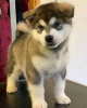 Foto №1. alaskan malamute - zum Verkauf in der Stadt Pimpama | 300€ | Ankündigung № 71707