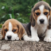 Foto №2 zu Ankündigung № 127639 zu verkaufen beagle - einkaufen Deutschland quotient 	ankündigung