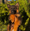 Zusätzliche Fotos: Entzückende deutsche Schäferhund-Welpen stehen zur Adoption zur Verfügung