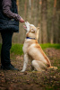 Zusätzliche Fotos: Der hübsche Husky Hart ist in guten Händen